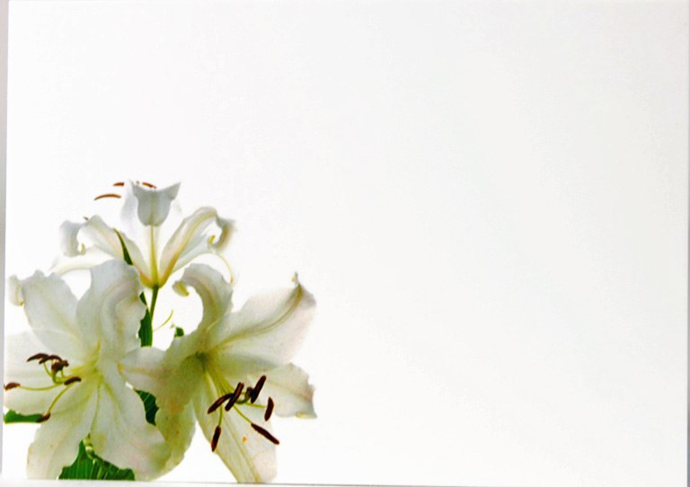 Picture of Florist Cards Large Lily x 9pcs